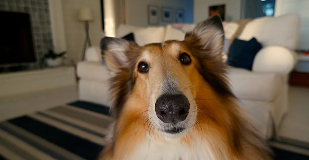 Pasero Jardinerie Animalerie